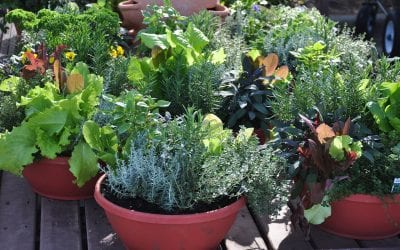 5 Tips to Start a Container Garden