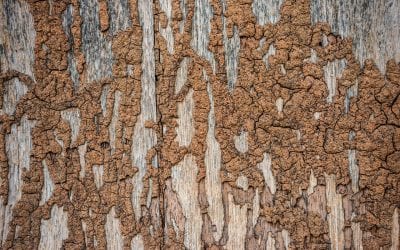 5 Common Signs of Termites in Your Home