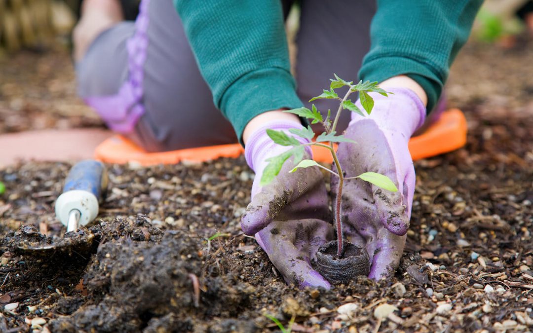 5 Tips to Help Your Garden Survive Summer